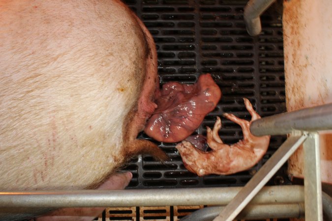 Farrowing crates at Grong Grong Piggery NSW