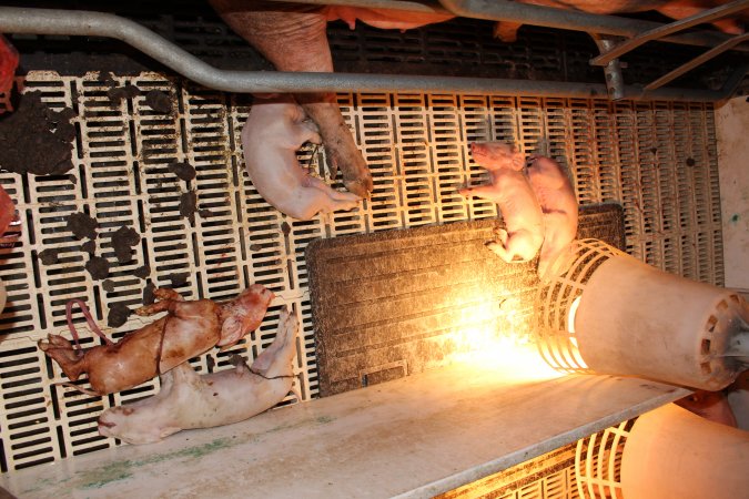 Farrowing crates at Grong Grong Piggery NSW