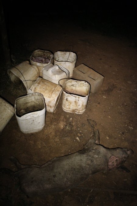 Dead grower pig and buckets of dead piglets outside