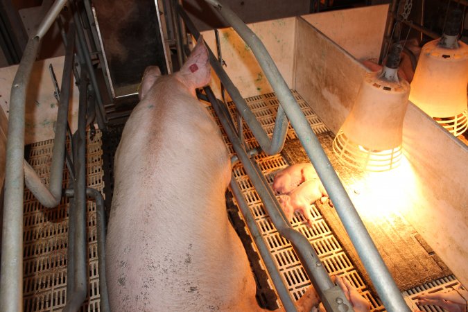 Farrowing crates at Grong Grong Piggery NSW