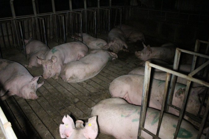 Group sow housing at Sheaoak Piggery SA