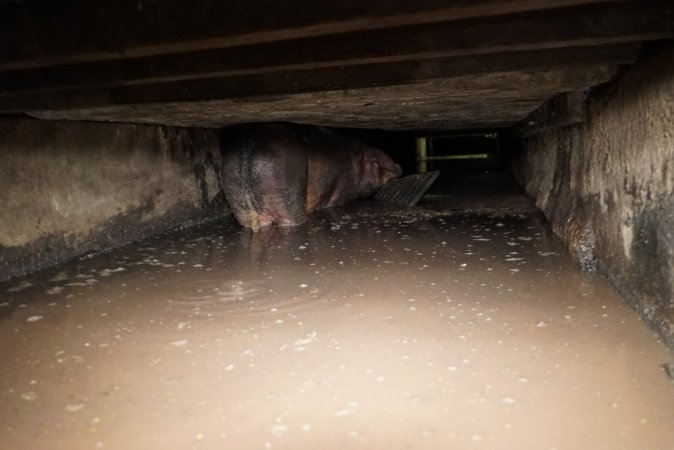 Sow fallen into waste pit under pens