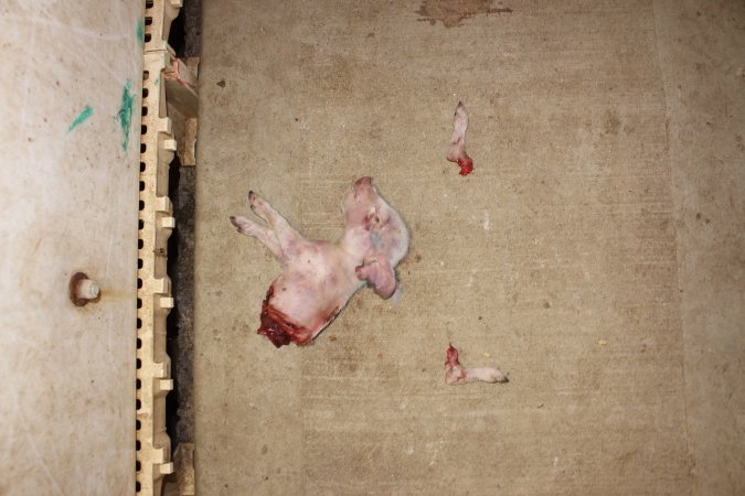 Piglet cut in half