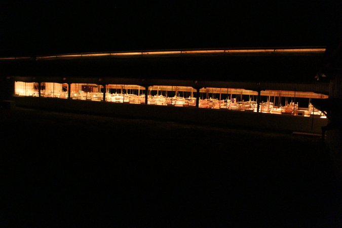 Farrowing shed from outside