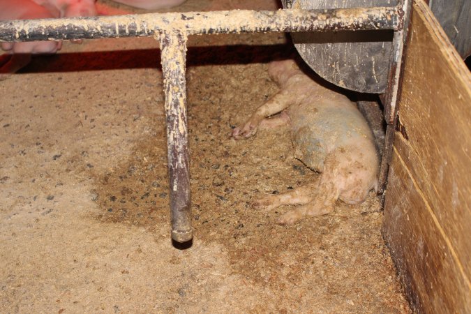 Farrowing crates at Finniss Park Piggery SA