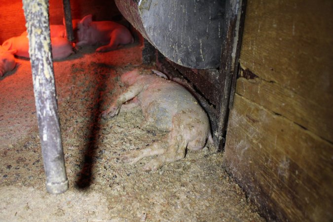 Farrowing crates at Finniss Park Piggery SA