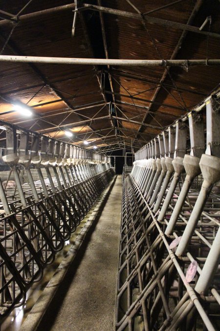 Farrowing crates at Yelmah Piggery SA