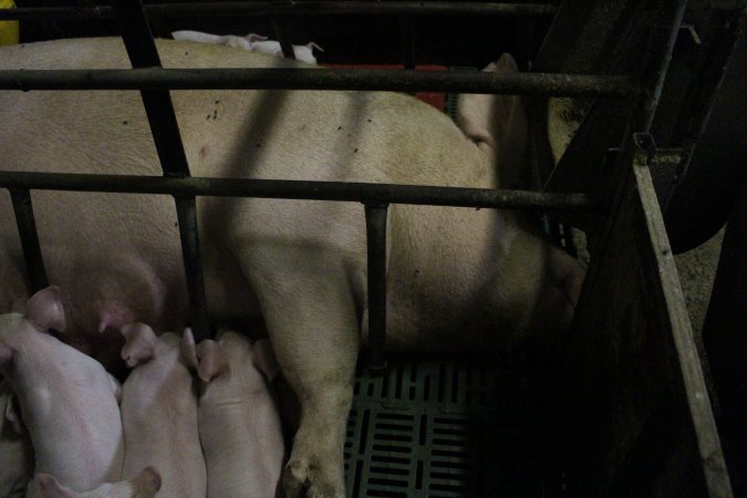 Farrowing crates at Finniss Park Piggery SA