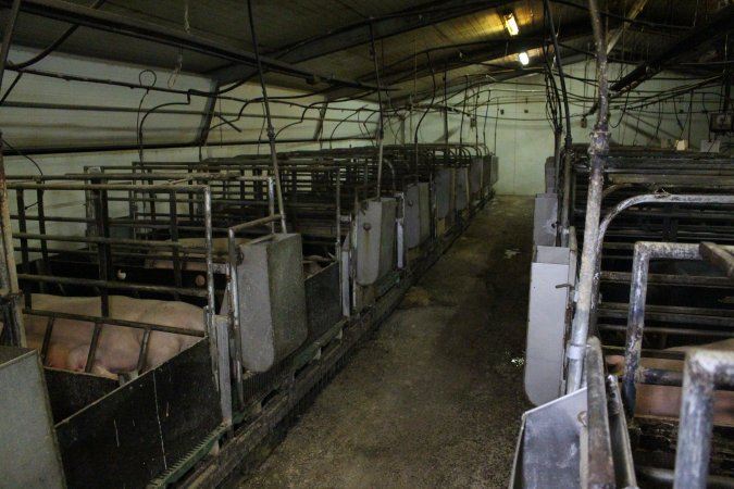 Farrowing crates at Finniss Park Piggery SA