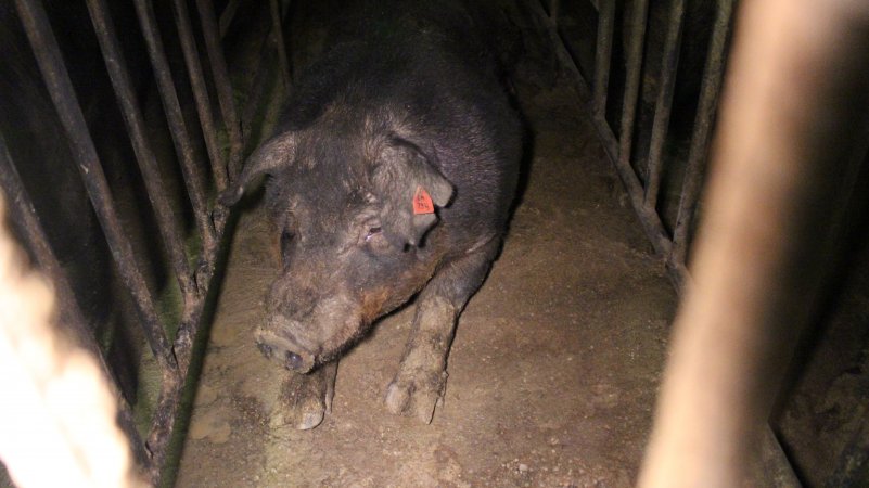 Boar in boar stall