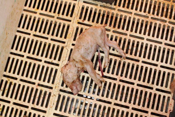 Farrowing crates at Grong Grong Piggery NSW