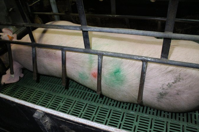 Farrowing crates at Finniss Park Piggery SA