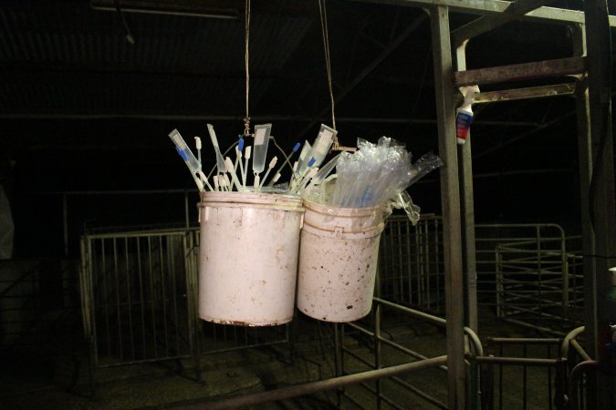 Buckets of pork stork catheters