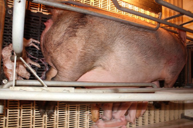 Farrowing crates at Grong Grong Piggery NSW