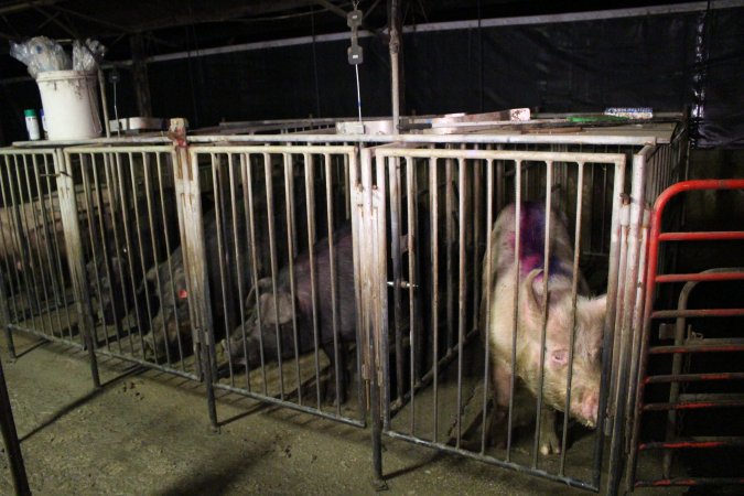 Boars in boar stalls