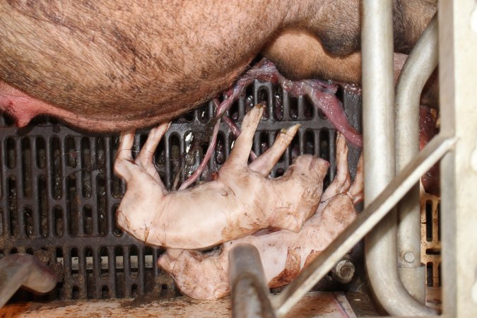 Farrowing crates at Grong Grong Piggery NSW