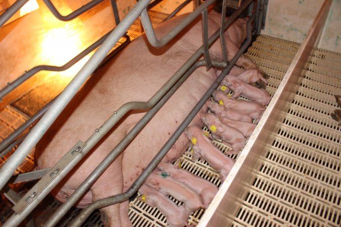 Farrowing crates at Grong Grong Piggery NSW