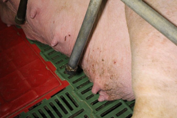 Farrowing crates at Finniss Park Piggery SA