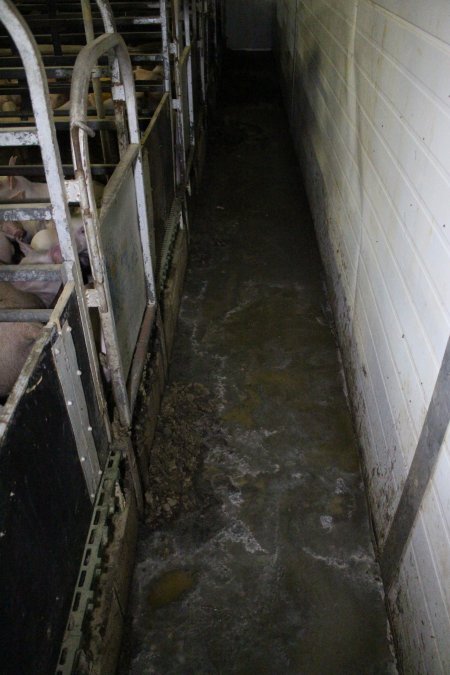 Farrowing crates at Finniss Park Piggery SA