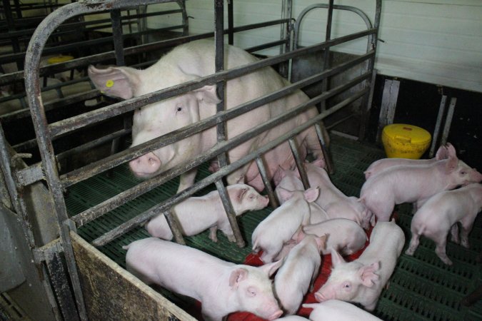 Farrowing crates at Finniss Park Piggery SA