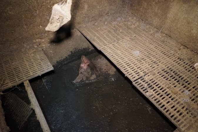 Sow fallen into waste pit under pens