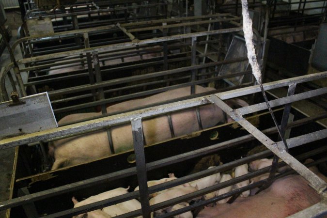 Farrowing crates at Finniss Park Piggery SA