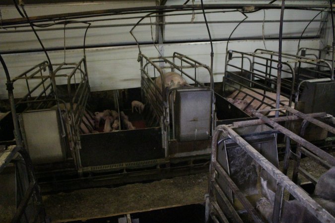 Farrowing crates at Finniss Park Piggery SA