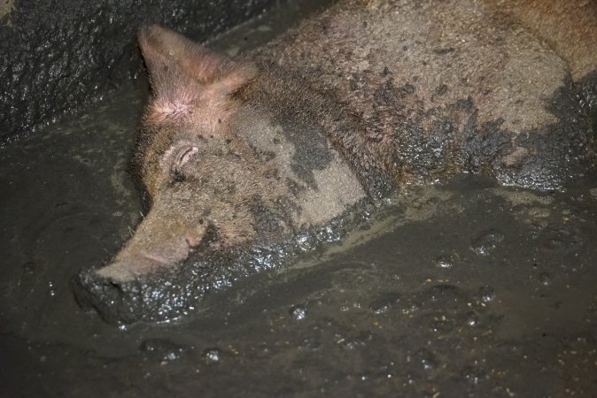 Sow fallen into waste pit under pens