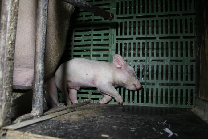 Farrowing crates at Finniss Park Piggery SA