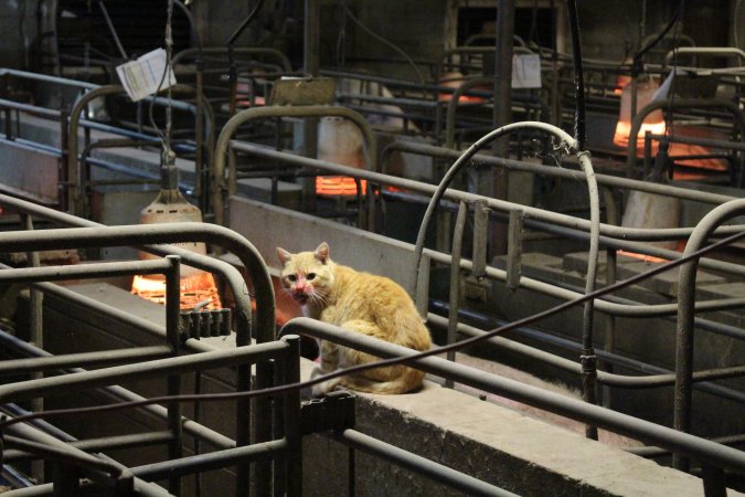 Cat in farrowing shed