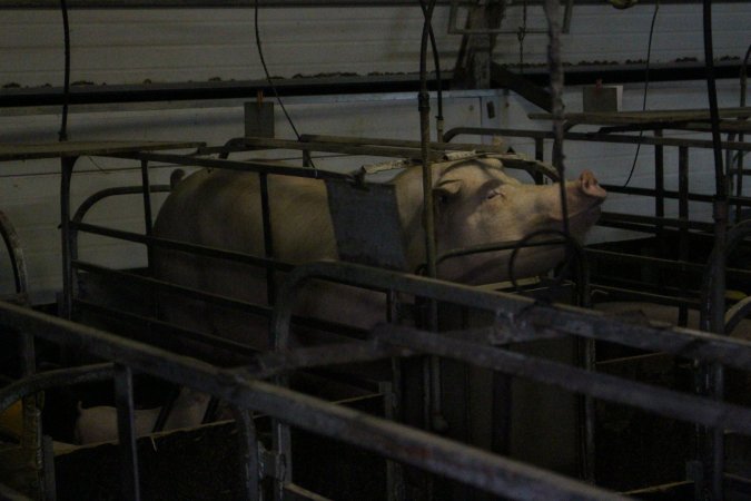 Farrowing crates at Finniss Park Piggery SA