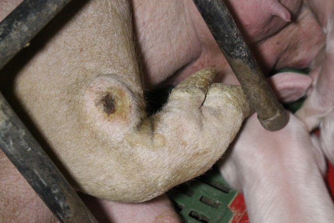 Farrowing crates at Finniss Park Piggery SA