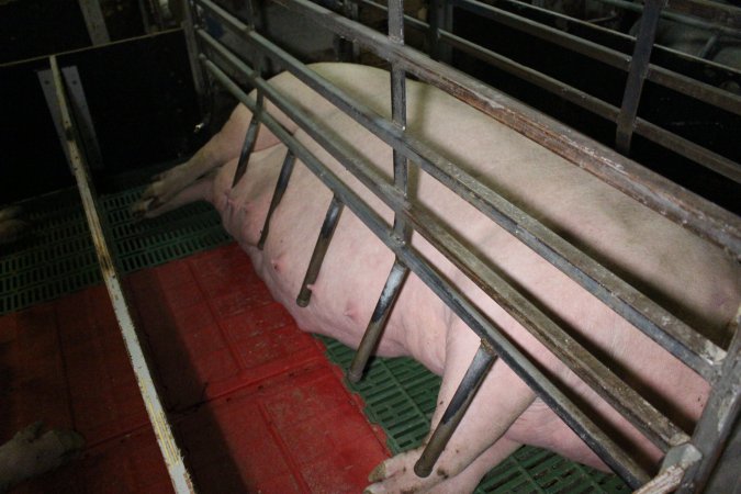 Farrowing crates at Finniss Park Piggery SA