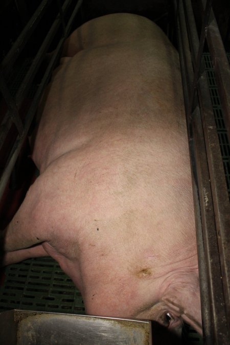 Farrowing crates at Finniss Park Piggery SA