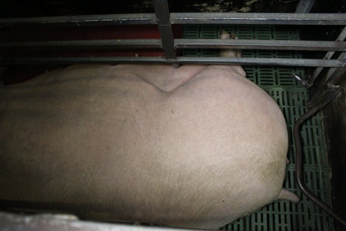 Farrowing crates at Finniss Park Piggery SA