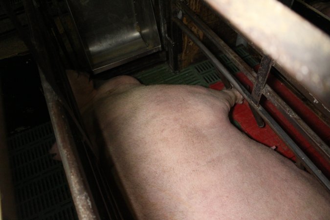 Farrowing crates at Finniss Park Piggery SA