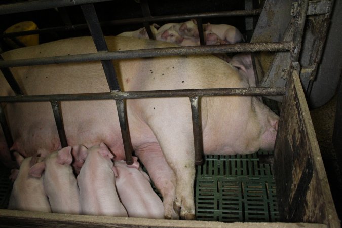 Farrowing crates at Finniss Park Piggery SA