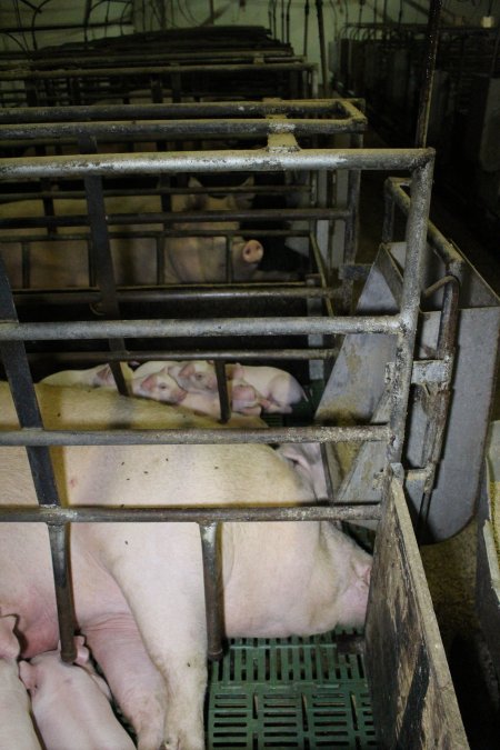 Farrowing crates at Finniss Park Piggery SA