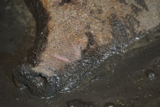 Sow fallen into waste pit under pens