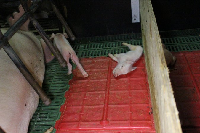 Farrowing crates at Finniss Park Piggery SA