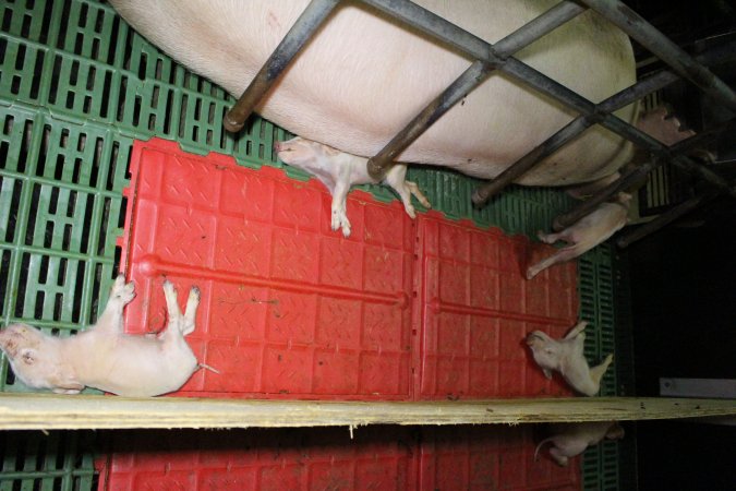 Farrowing crates at Finniss Park Piggery SA