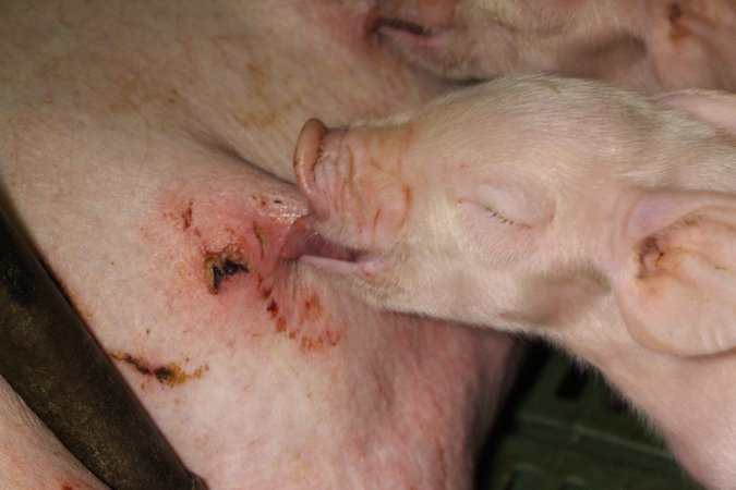 Piglet suckling, teat cut or scratched