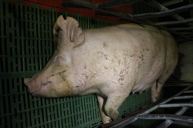 Farrowing crates at Finniss Park Piggery SA