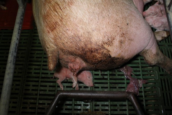 Farrowing crates at Finniss Park Piggery SA