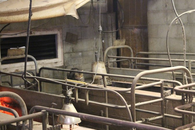 Cat in farrowing shed