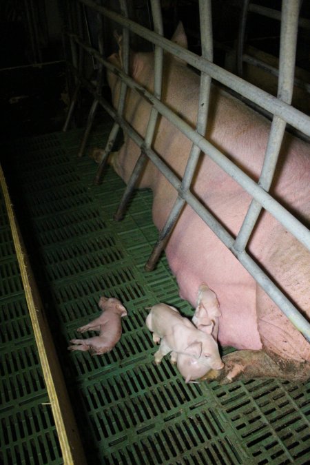 Farrowing crates at Finniss Park Piggery SA