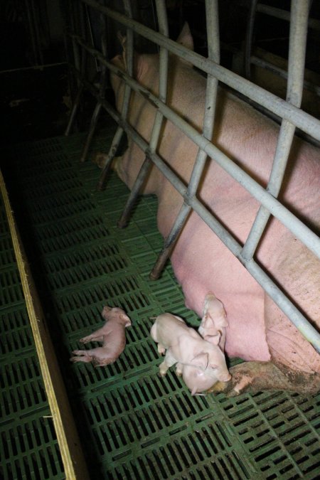 Farrowing crates at Finniss Park Piggery SA