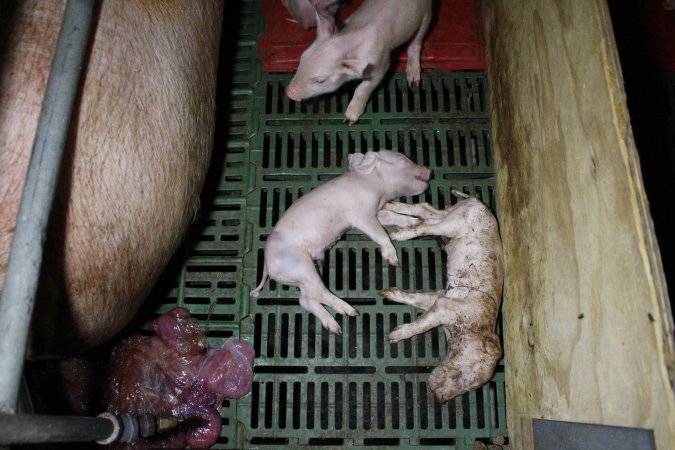 Farrowing crates at Finniss Park Piggery SA