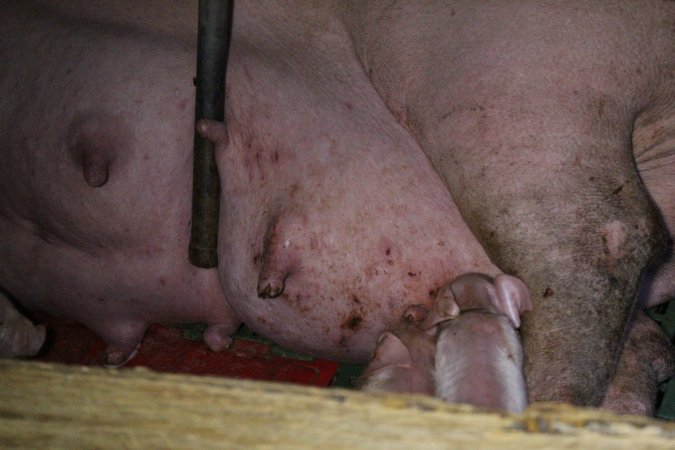 Farrowing crates at Finniss Park Piggery SA