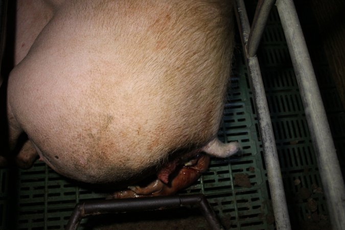 Farrowing crates at Finniss Park Piggery SA